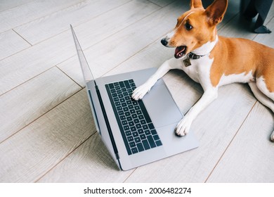 Shocked funny Basenji dog with open mouth looking on laptop computer display.