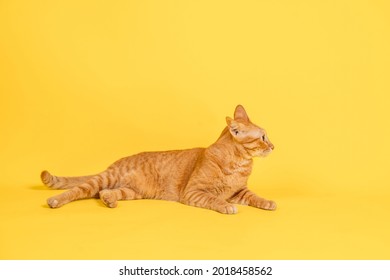 ねこ 横向き の画像 写真素材 ベクター画像 Shutterstock