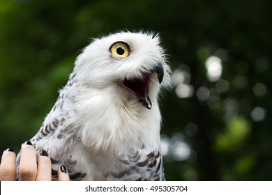 Shocked Owl