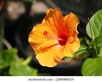 Shoe Flower, Hibiscus, Chinese rose in garden. - Shutterstock ID 2284088519