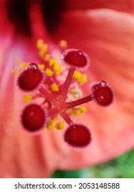 Shoe Flower Stigmata And Pollen After A Rain