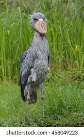 Shoebill