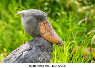 Stork-like Bird Images, Stock Photos & Vectors | Shutterstock