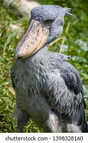 Stork-like Bird Images, Stock Photos & Vectors | Shutterstock