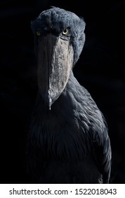 The Shoebill, Balaeniceps Rex, Also Known As Whalehead