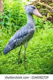 The Shoebill Or Balaeniceps Rex Also Known As Whalehead