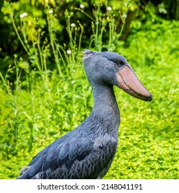 The Shoebill Or Balaeniceps Rex Also Known As Whalehead