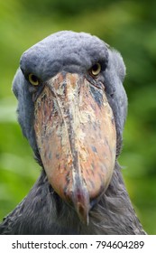 Shoebill Balaeniceps Rex Known Whalehead Shoebilled Stock Photo ...