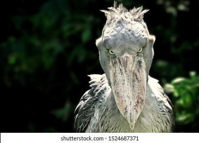 shoebill stork prehistoric