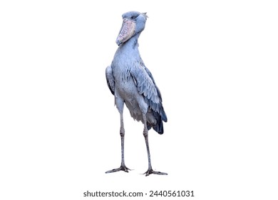 shoebill bird isolated on white, shoebill, bill shoe beak, bill shoe stork.