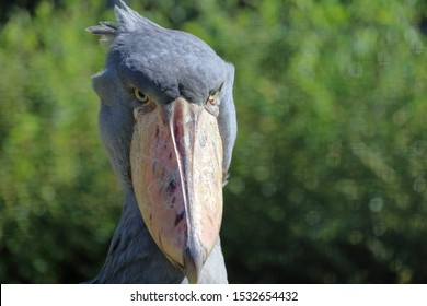 Shoebill Looking Camera Stock Photo 1532654432 | Shutterstock