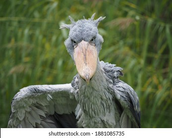 a shoebill ruffles its plumage, background reeds, balaeniceps rex