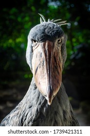 A shoebill staring down the lens