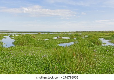 Shoebill In Wetland Habitat In The Victoria Nile Delta