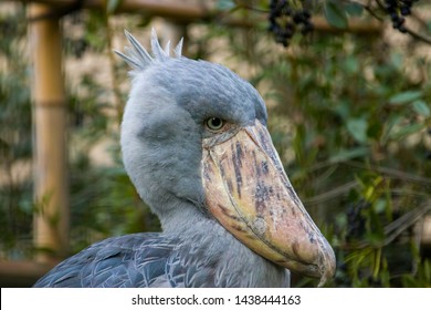 Stork-like Bird Images, Stock Photos & Vectors | Shutterstock