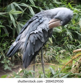 Shoebill, Whalehead, Whale-headed Stork Is Cleaning Its Feathers