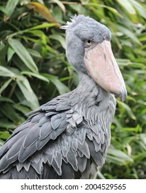  Shoebill, Whalehead, Whale-headed Stork In The Forest