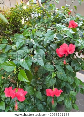Shoeblackplant, beautiful red flowers in the tropical garden 