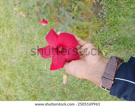 Similar – Image, Stock Photo Vibrant Hibiscus Bloom in Lush Greenery, Praia Emilia