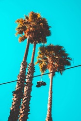 Shoes Hanging From Telephone Wire With Palm Trees In Background
