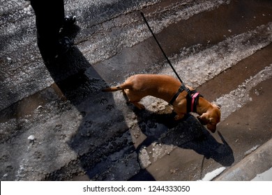 Shoes And Pet On Slushy Road In Winter