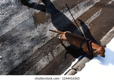 Shoes And Pet On Slushy Road In Winter