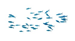 Schule Von Blauem Tropischem Gestreiftem Fisch Im Ozean Einzeln Auf Weißem Hintergrund. Caesio Striata (Striated Fusilier) Schwimmen Tief Unter Wasser Im Roten Meer. Flock Tropisch-blauer Fische, Ausgeschnitten. 