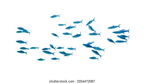 Colina de peces tropicales azulados a rayas en el océano aislados en fondo blanco. Caesio Striata (Fusilier estriado) nadando bajo el agua en el Mar Rojo. Rebaño de peces tropicales azules, cortados. 