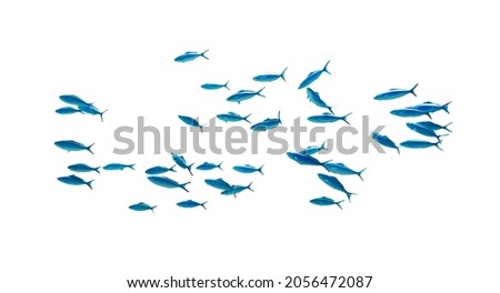 Shool of blue tropical striped fish in the ocean isolated on white background. Caesio Striata (Striated Fusilier) swimming  deep underwater in Red Sea. Flock of tropical blue fish, cut out. 