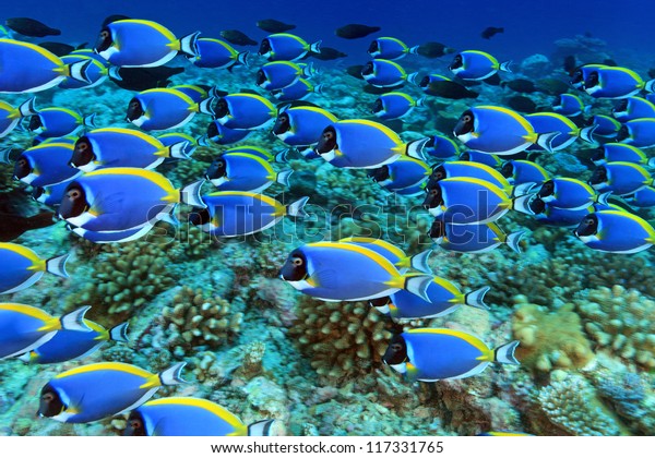 Shool of powder\
blue tang in the coral\
reef