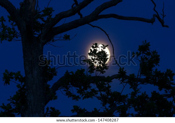 Shoot of black oak Leaves Silhouetted Against Blue\
Evening Sky and Full Moon
