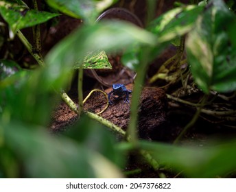 Shoot Of A Dendrobatidae In Safari