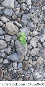 shoot of plant growing in piles of rocks