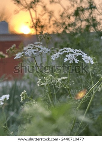 A shoot of umbelliferae flowers with background blured and sun is set in green beautifull nature. Stock photo © 