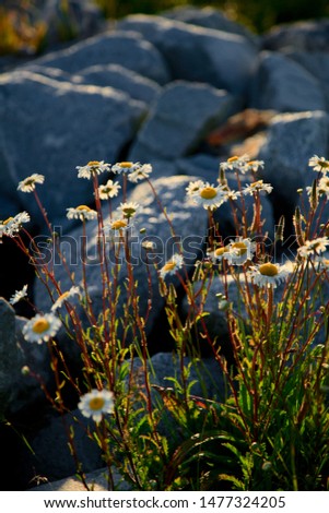 Similar – Image, Stock Photo grass stain Plant Flower