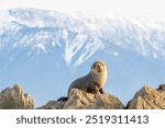 Shooting baby seal of Kaikoura in New Zealand