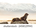 Shooting baby seals in Kaikoura New Zealand