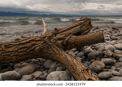 Shooting of driftwood on a pebble beach at Lake Constance. - Powered by Shutterstock