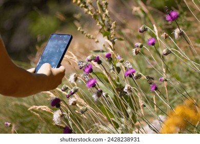 shooting mountain flowers with the smartphone