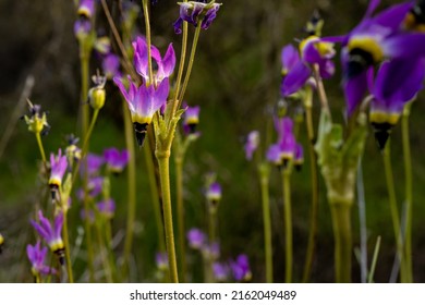 Shooting Star Flowers Bloom In Pinnacles along the North Backcountry Trail - Shutterstock ID 2162049489