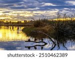 Shooting Travis wetland in Christchirch New Zealand