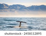 shooting whale in Kaikoura New Zealand