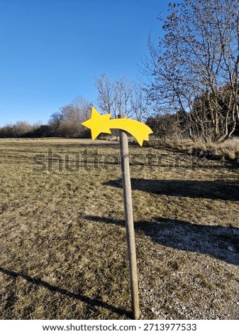 a Shootingstar in the forest