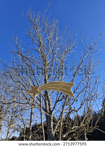 a Shootingstar in the forest