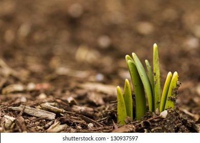 Shoots Of Daffodils Breaking Spring Ground.