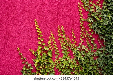 Shoots of fresh green ivy climbing on the facade of a red painted house. Young leaves heading towards sun and contrasting with the plastered roughcast background. Symbol for nature winning back place.