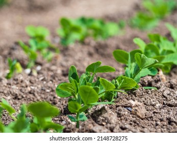 Shoots of green peas. Shoots of green peas in the field. Rows of sweet pea seedlings. Close-up of pea seedlings in a home garden with a place to copy.