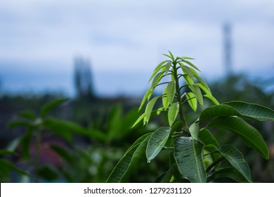 Shoots Leaf Mango Tree Top Stock Photo 1279231120 | Shutterstock