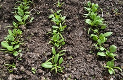 Shoots Of Spinach Garden On A Bed 
