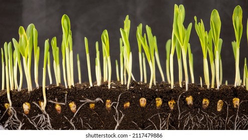 Shoots With Young Corn Roots